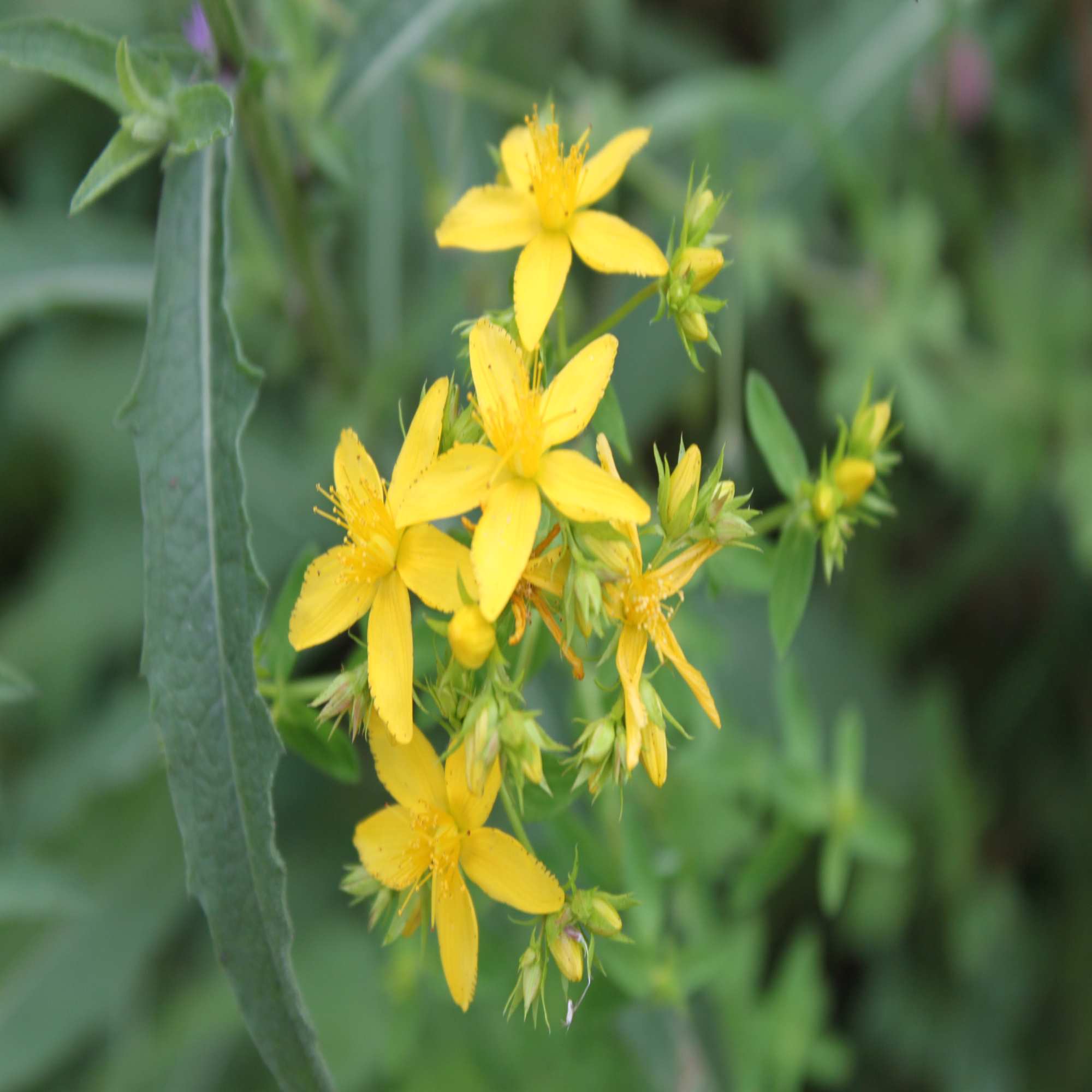 Yellow Wildflowers And Seeds