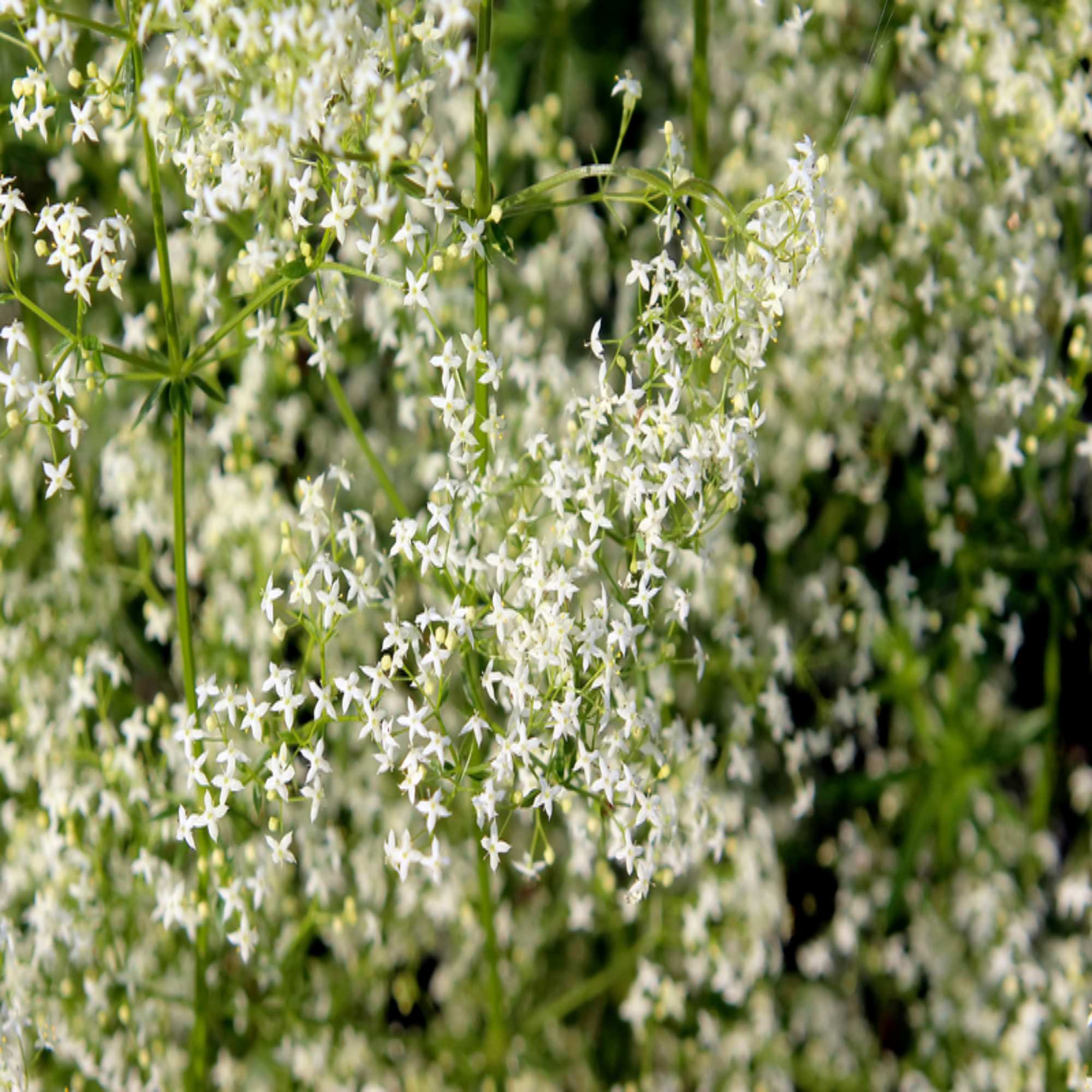 White Wildflowers And Seeds