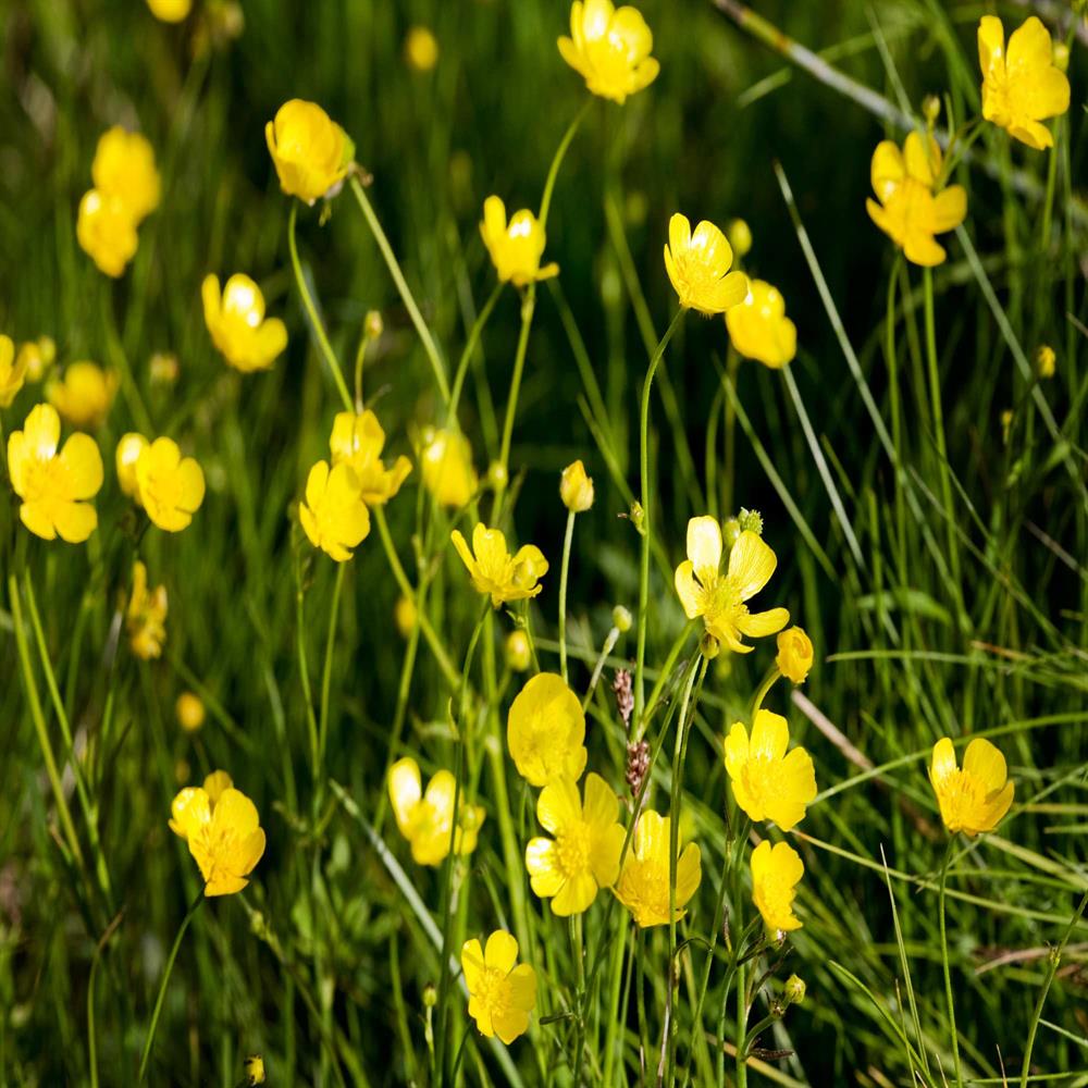 Bulbous Buttercup Wildflower Seed Our Wildflower Ranges Greentech