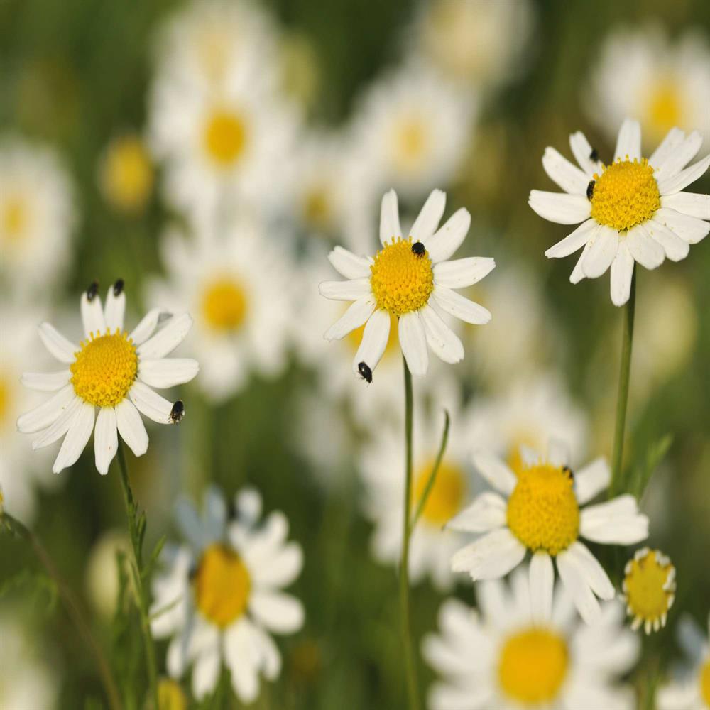 Scentless Chamomile Wildflower Seed Our Wildflower Ranges Greentech