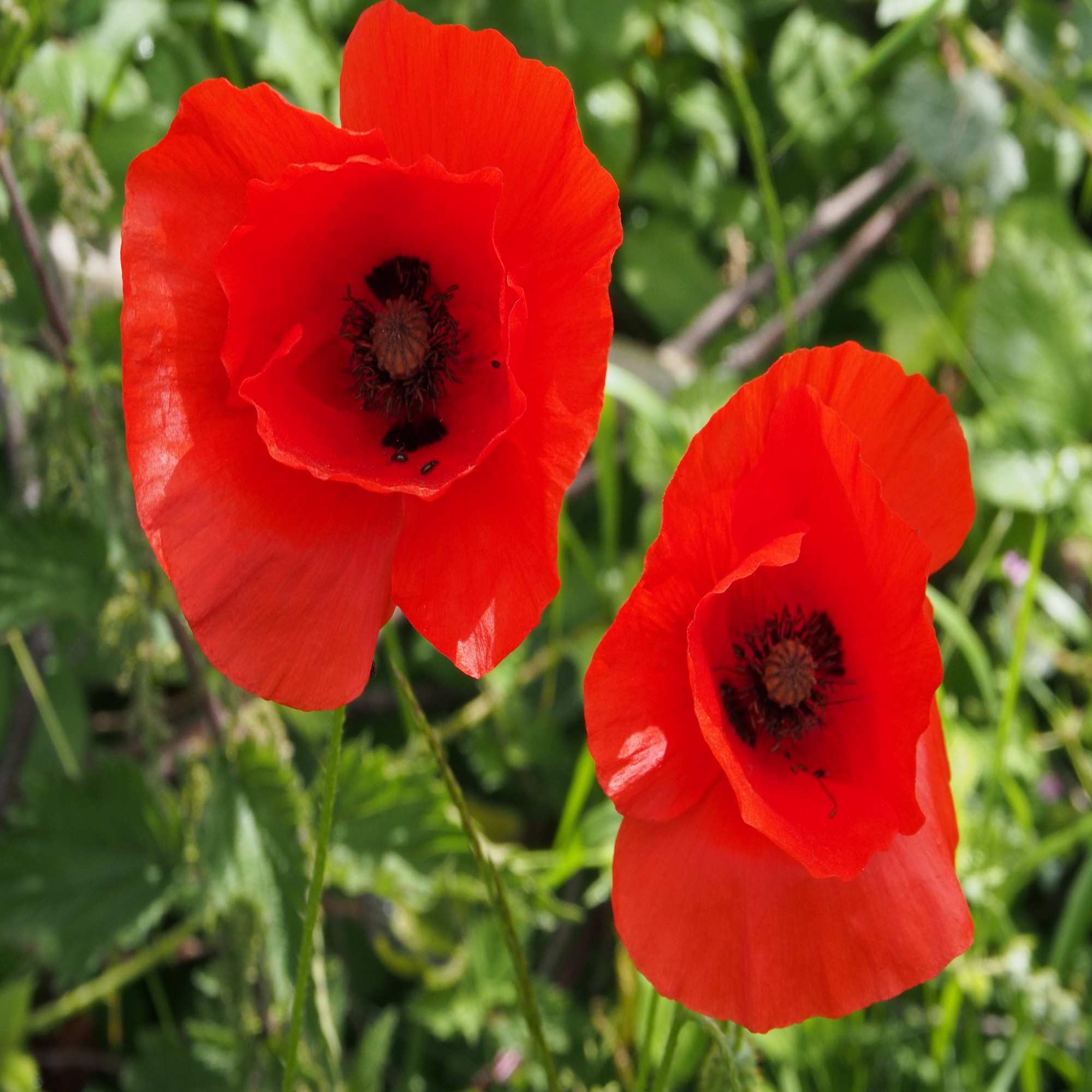 Red Wildflowers And Seed