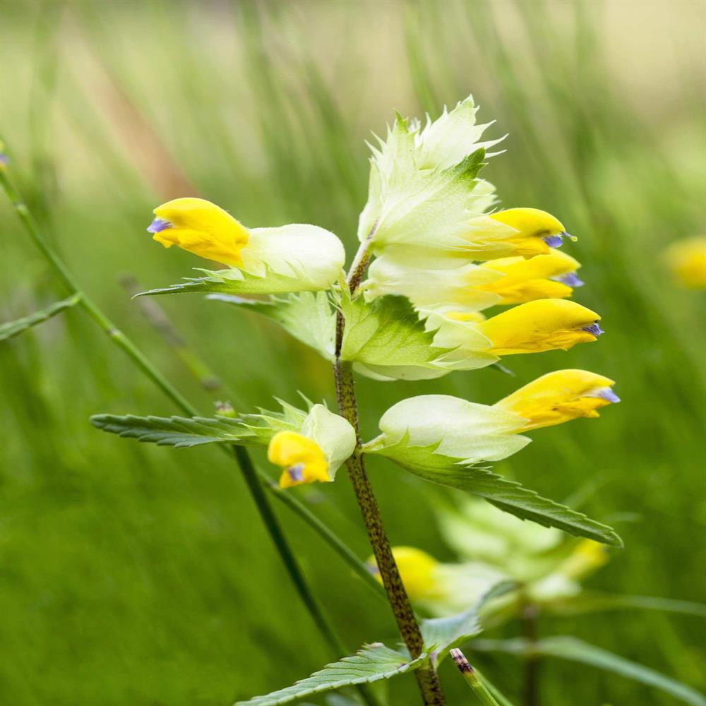 Yellow Rattle Wildflower Seed Our Wildflower Ranges Greentech