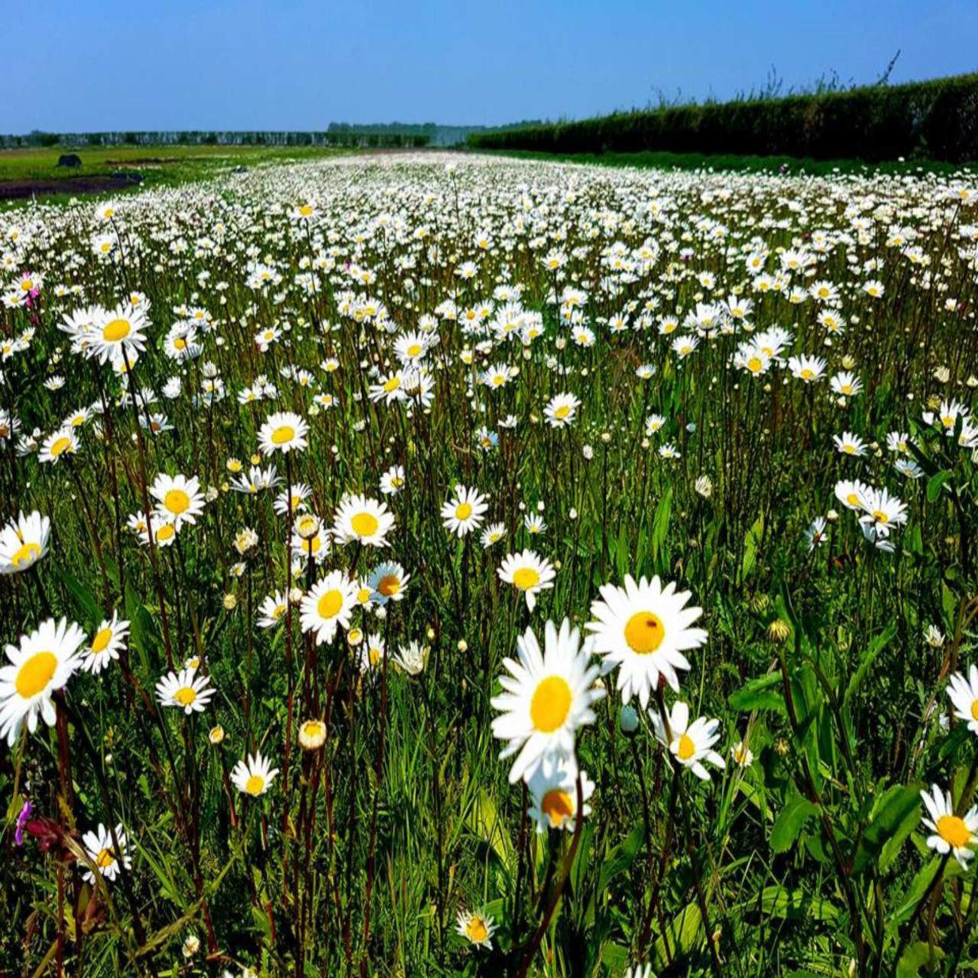 Wildflower Matting