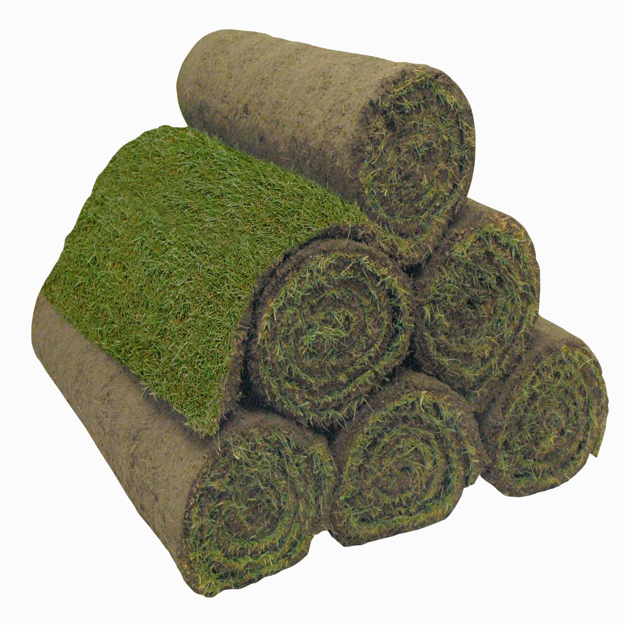 Turf