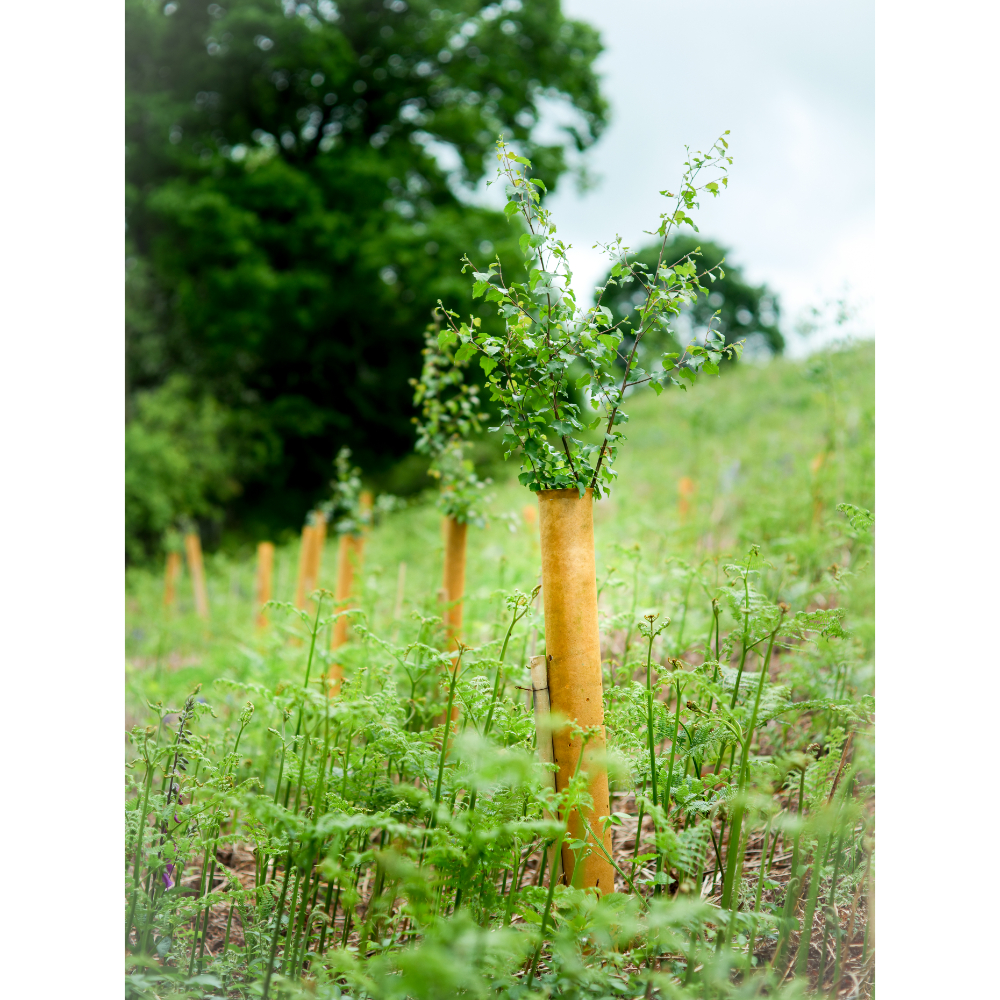 Green-tech announces the addition of 100% biodegradable NexGen Tree Shelters to its range