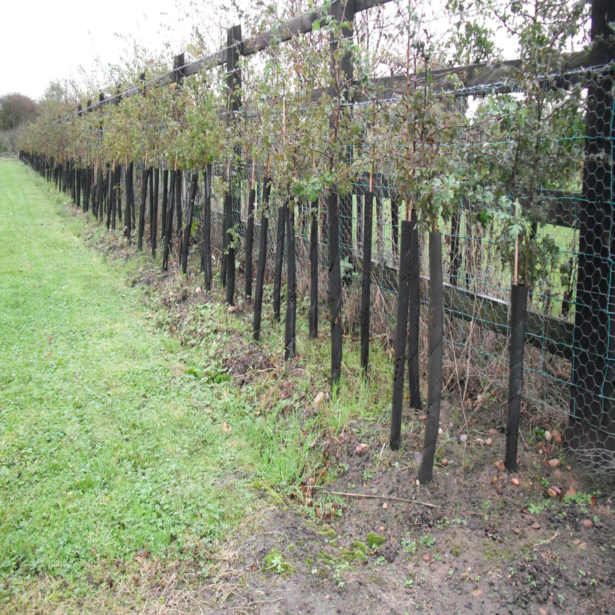 Rainbow Tree Spiral Guard and Bamboo Support Cane Packages Tree