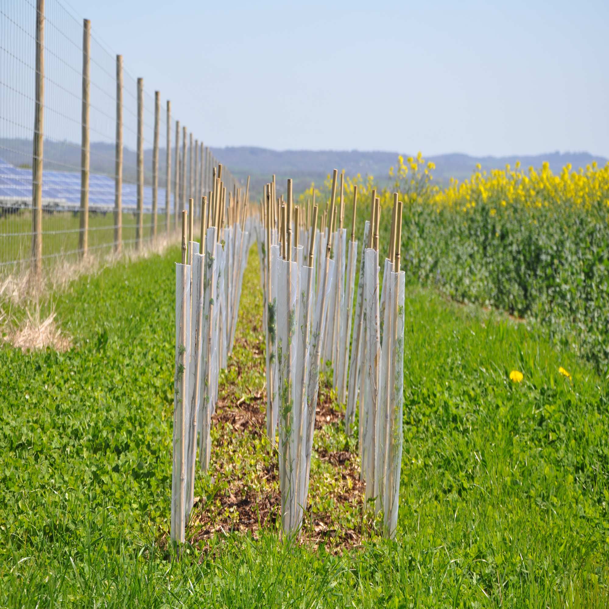 Spiral Tree & Hedge Guards