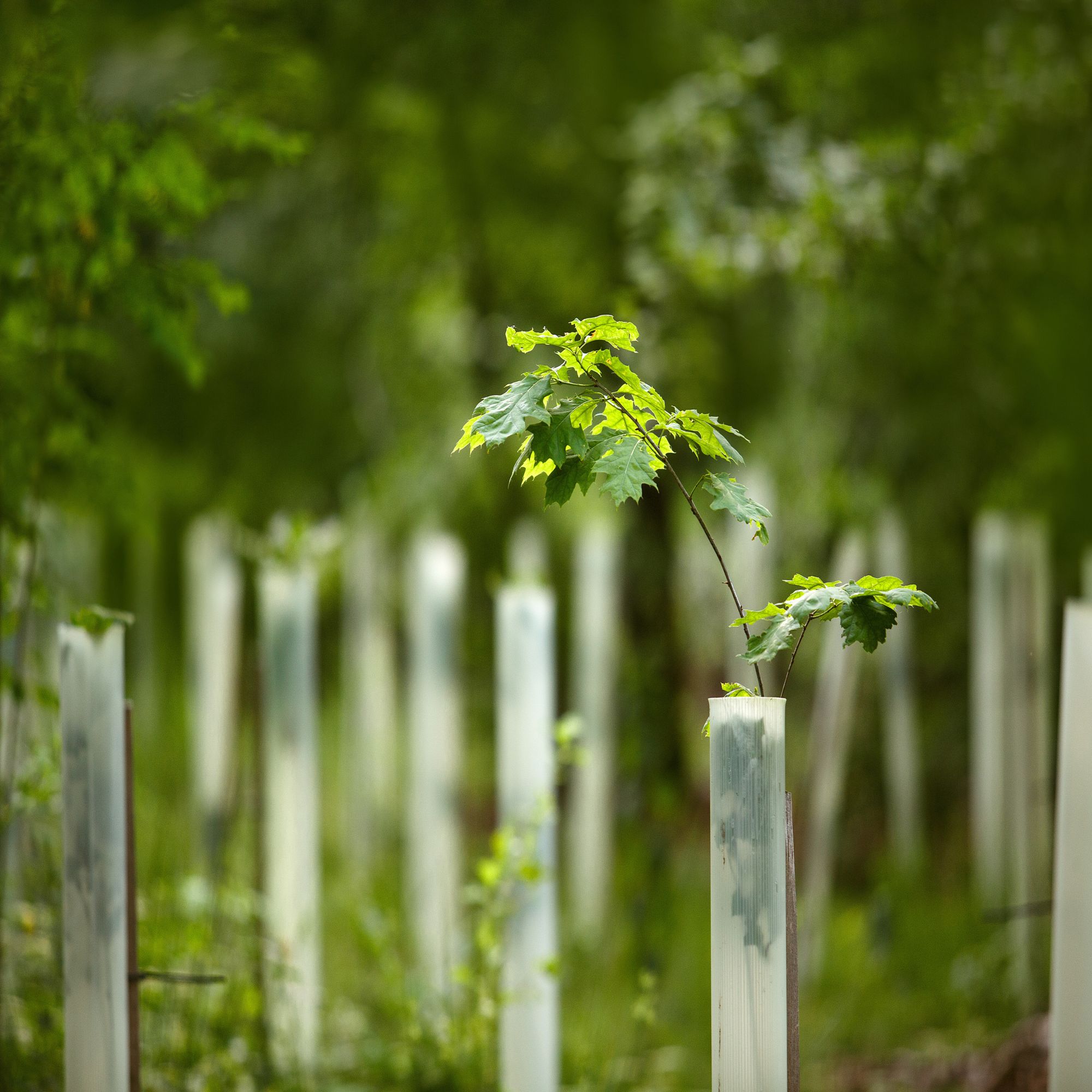 Tree Planting Products