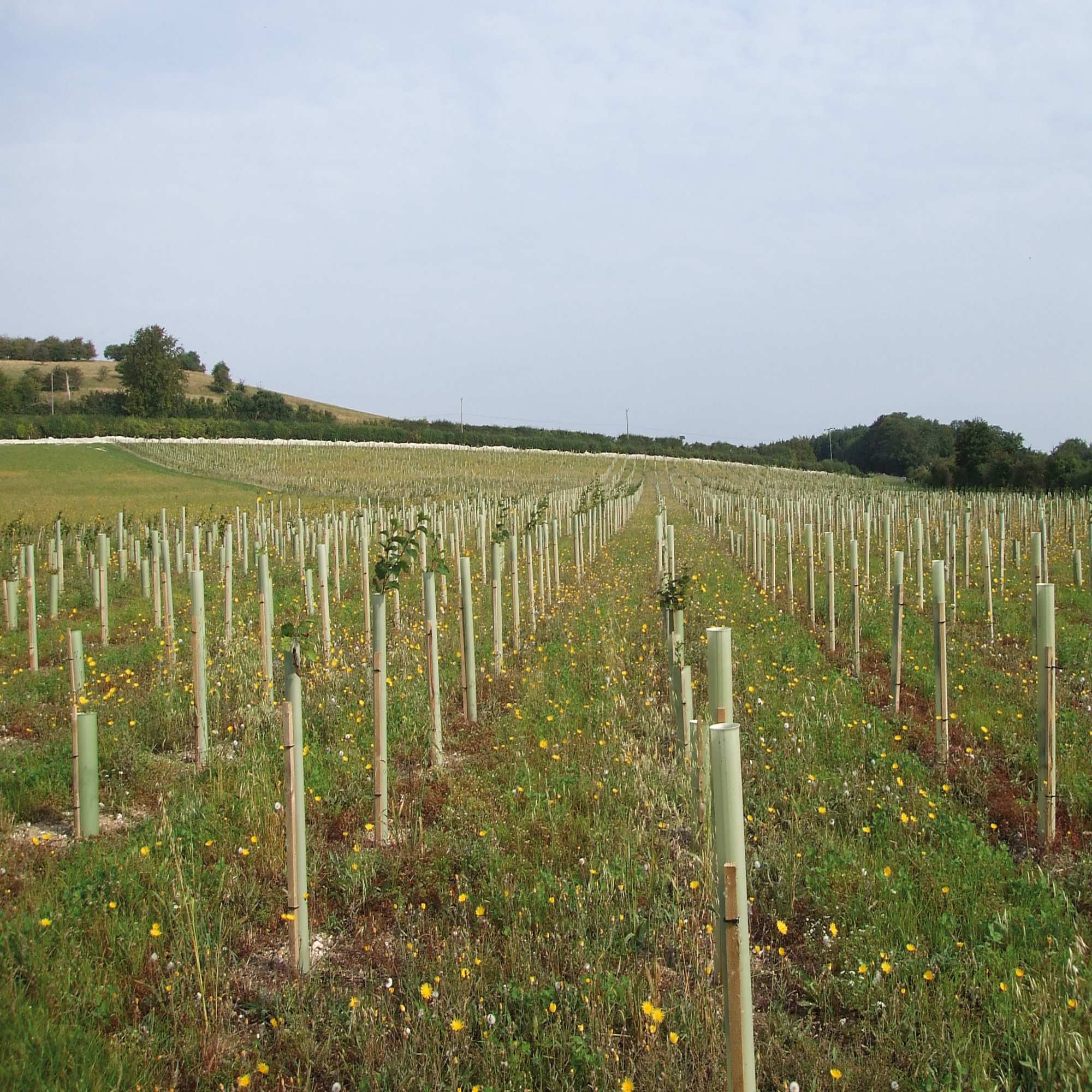 Tree & Shrub Shelters