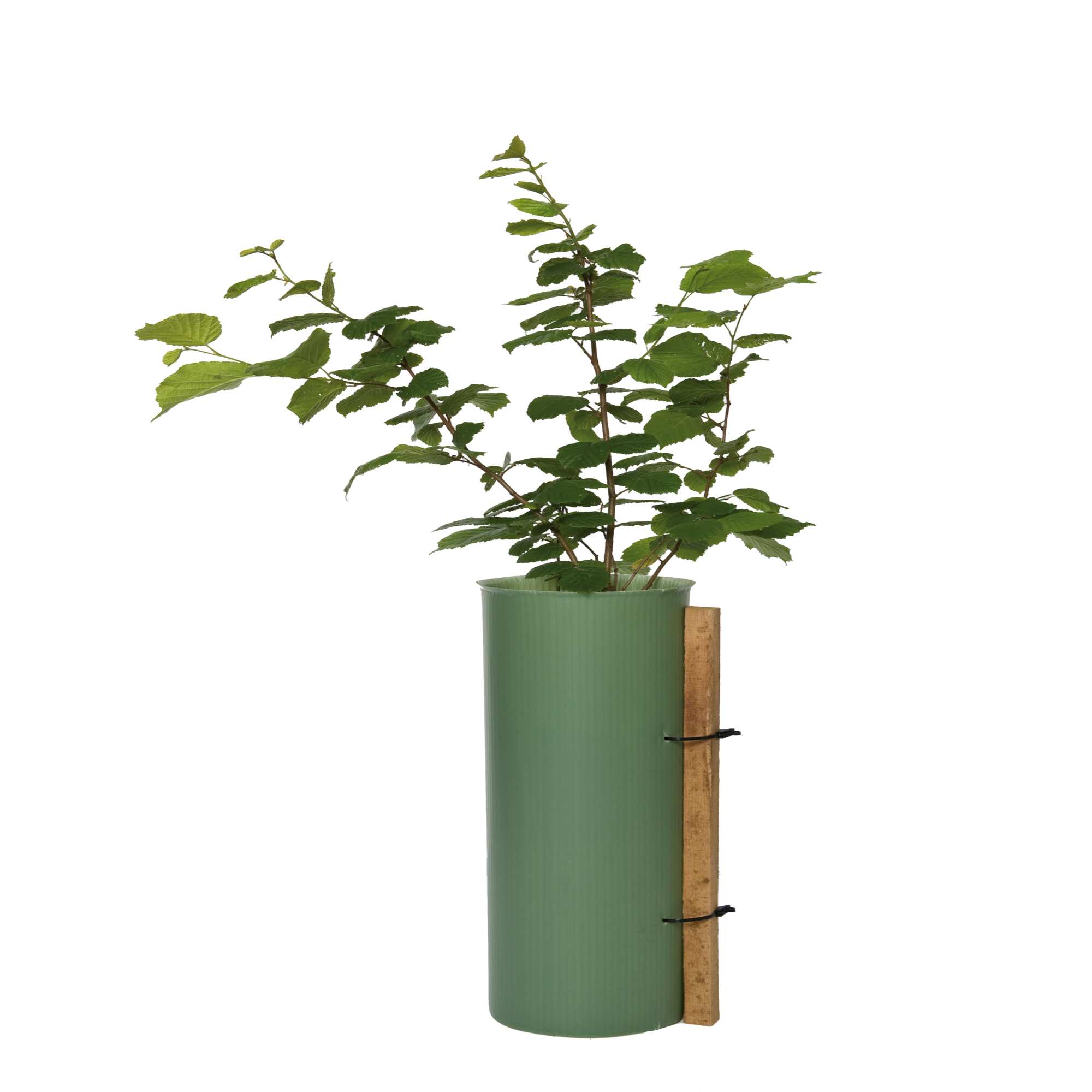 Tubex Shrub Shelter Plus Guard Tree & Shrub Shelters Greentech