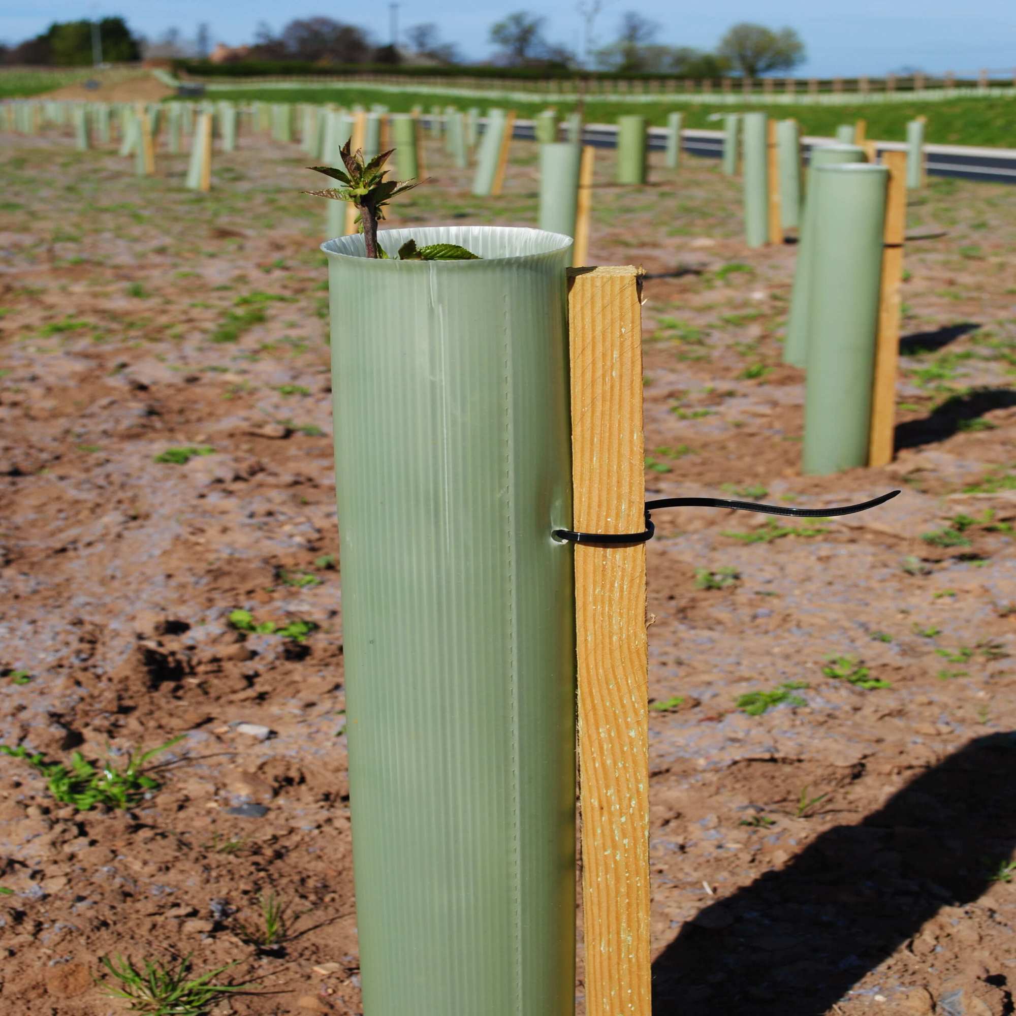 32mm SQUARE & POINTED TANALISED TREE SHELTER STAKES 5 LENGTHS TO CHOOSE FROM 