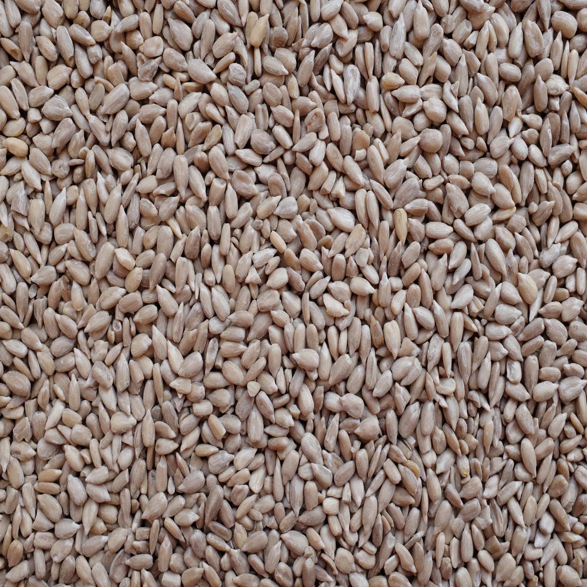 john chambers sunflower hearts bird food bird feeders john chambers sunflower hearts bird food bird feeders